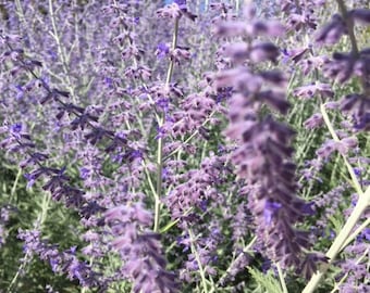 Esencia floral de salvia rusa, cambio interior, transición, abundancia, ligereza, sanación del corazón, dirección positiva, madurez espiritual.