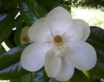 Esencia floral de magnolia, eclipse solar, luna nueva en Tauro, limpieza, purificación, conexión a tierra, chakra de la coronilla