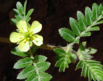 Goathead Flower Essence, Empowerment, Strength, Protection