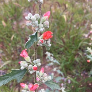 Fendler&#39;s Globemallow Flower Essence, Perseverance, Higher Perspective, Life Transitions, Rite of Passage,