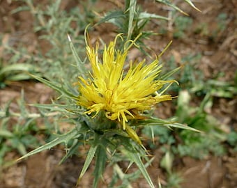 Esencia de flor de cardo, fe, conexión espiritual, autoperdón, autocuidado, límites