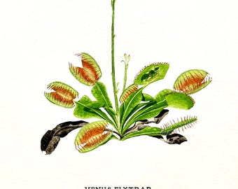 Venus atrapamoscas - Acuarela original de 9" x 12"