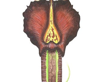 Nepenthes robcantleyi - Acuarela original de 9" x 12"