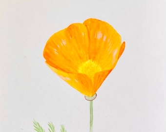 Amapola dorada de California - Acuarela original de 10 x 20 cm