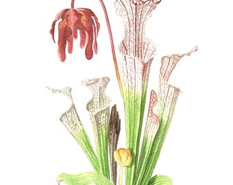 Sarracenia leucophylla - Acuarela original de 9" x 12"