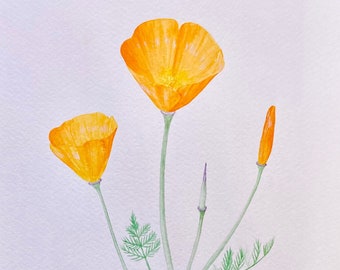 California Golden Poppy - Original Watercolor 7” x 10”