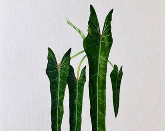 Philodendron Spiritus-Sancti - Acuarela original 7" x 10"