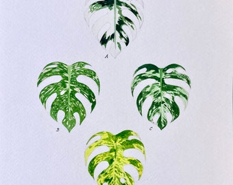 Monstera Deliciosa Variegated - Original Watercolor 7” x 10”