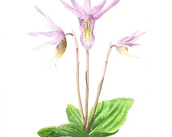 Orquídea Calipso - Acuarela original de 9" x 12"