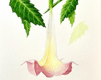 Trompeta de ángel - Acuarela original de 9" x 12"