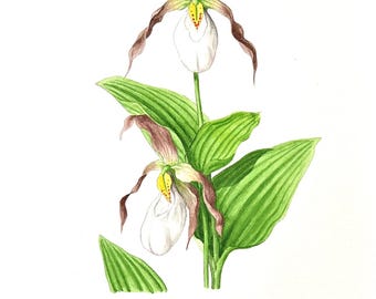 Orquídea zapatilla de dama de montaña - Acuarela original de 9" x 12"