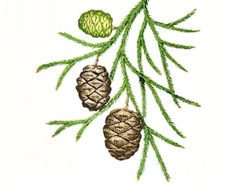 Giant Sequoia - Original Watercolor 9” x 12”
