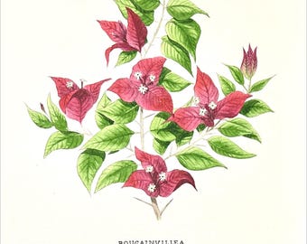 Buganvilla - Acuarela original de 9" x 12"