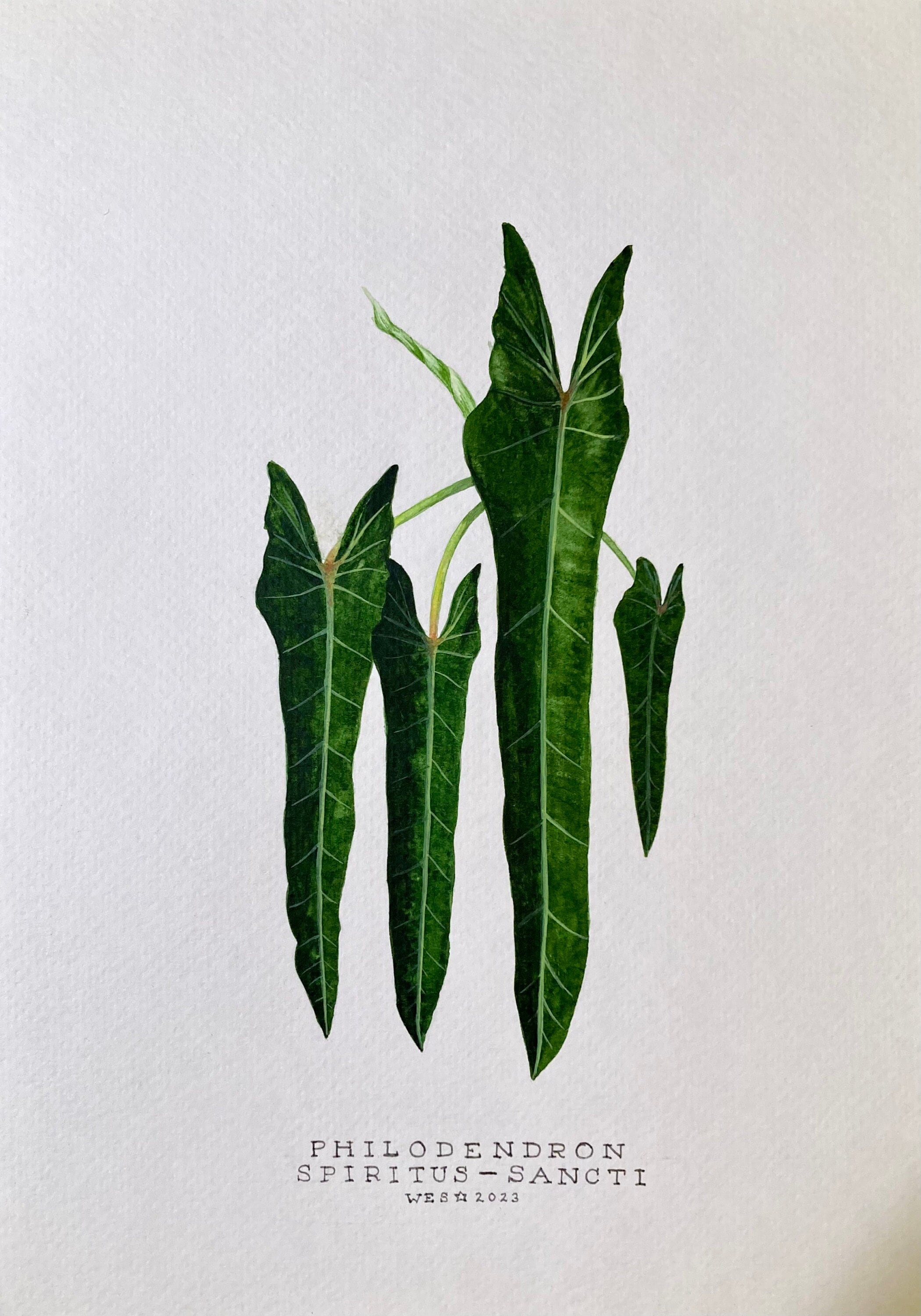 philodendron quitense Philodendron nangaritense – Carnivero