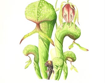 Lirio cobra de California - Acuarela original de 9" x 12"