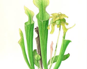 Sarracenia oreophila - Original Watercolor 9” x 12”