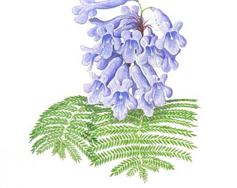 Jacarandá azul - Acuarela original de 28 x 35,5 cm