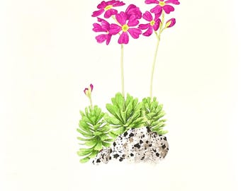 Sierra Primrose - Acuarela original de 9" x 12"