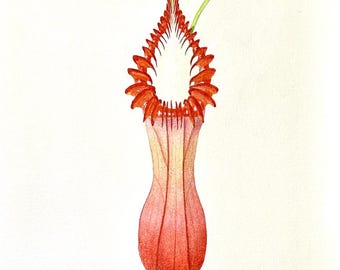 Nepenthes edwardsiana - Acuarela original de 9" x 12"