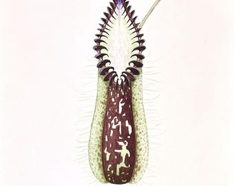 Nepenthes hamata - Acuarela original de 9" x 12"