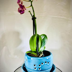 May include: A potted orchid with vibrant purple and white flowers and green leaves. The orchid is planted in a light blue ceramic pot with decorative holes, sitting on a matching saucer. The plant is on a glass surface.