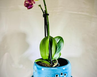 May include: A potted orchid with vibrant purple and white flowers and green leaves. The orchid is planted in a light blue ceramic pot with decorative holes, sitting on a matching saucer. The plant is on a glass surface.
