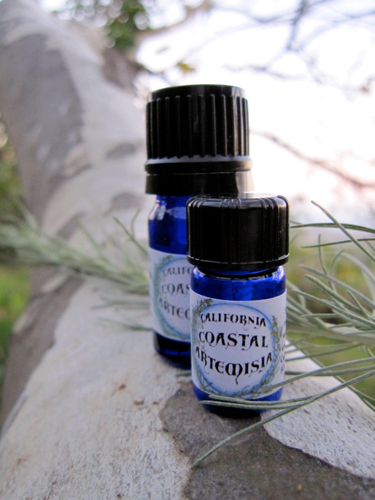 California Sagebrush artemisia Californica Essential Oil Etsy