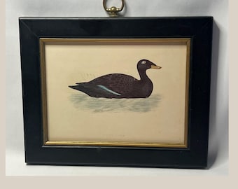 Antique Framed Print of Velvet Scoter Duck from Morris Birds Plate 283