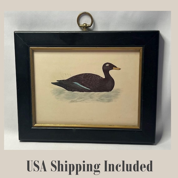 Antique Framed Print of Velvet Scoter Duck from Morris Birds Plate 283