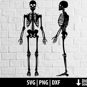 Skelett Svg Png Dxf, menschliche Skelett Svg Clipart, Halloween, beängstigend Knochen Horror, druckbare geschnitten Datei Cricut Kamee Silhouette digitaler Download