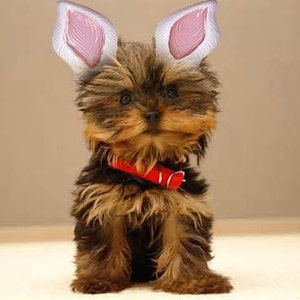 Può includere: Un cucciolo di Yorkshire Terrier con orecchie da coniglio e un collare rosso. Il cane ha pelo marrone e nero, con orecchie da coniglio bianche e rosa. Il cucciolo è seduto su una superficie chiara.