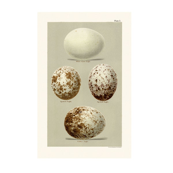 Bird Egg Print - Cream & Brown Speckled Eggs, from Coloured Figures of the Eggs of British Birds - 3 Sizes Available