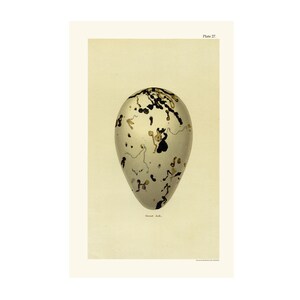 アンティークプリントフレームGREAT AUK