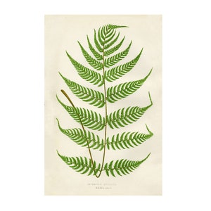 Vintage Fern Fine Art Prints -  Asplenium Axillare  Reproduction of Antique Print