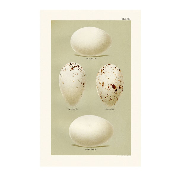 Bird Egg Print - Cream & Brown Speckled Eggs, from Coloured Figures of the Eggs of British Birds - 3 Sizes Available