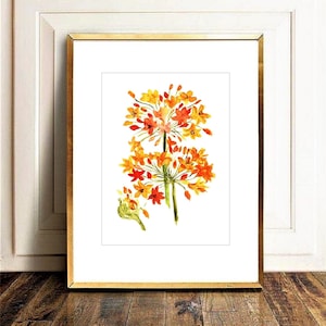 Allium Flowers Painting Agapanthus Floral Printable Watercolor Orange Allium Print Flowers Art INSTANT DOWNLOAD Floral Home Decorations