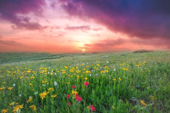Digital Backdrop Digital Flower Field Backdrop Digital Etsy