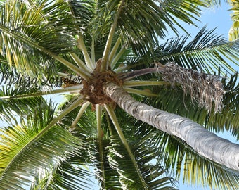 Key West Palm - Matted Photo