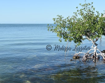 Mangrove in the Keys - Matted Photo