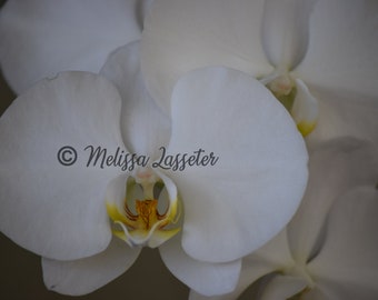 White Orchid - Phalaenopsis Amabilis - Matted Photo