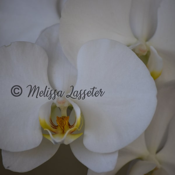 White Orchid - Phalaenopsis Amabilis - Matted Photo