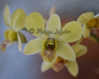 White Orchid - Dendrobium - Matted Photo