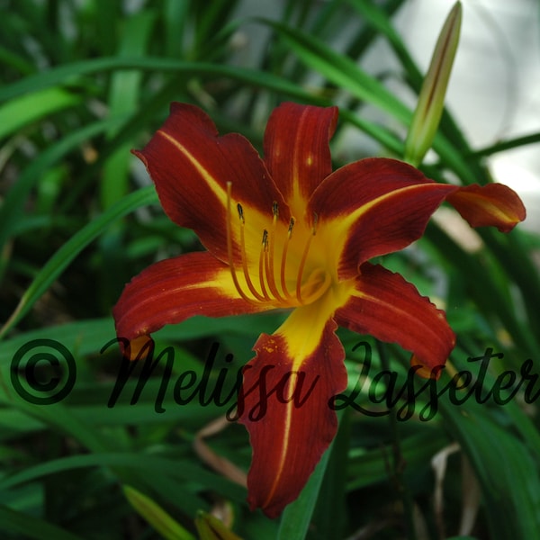 Red & Yellow Lily - Hemerocallis Ruby Spider Daylily - Matted Photo