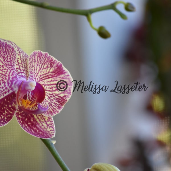 Pink & Yellow Orchid - Variegated Phalaenopsis - Matted Photo