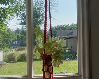 Crocheted Test Tube Plant Holder - Propagation Tube