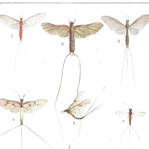 Mayfly Lifecycle Beautiful print for fishermen anglers Spring fishing Essential flyfishing