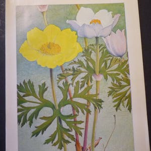 Yellow and White Alpine Anemones - flower print  - gift for gardeners flower lovers - Spring Bouquet - floral decor 8 by 10 in size