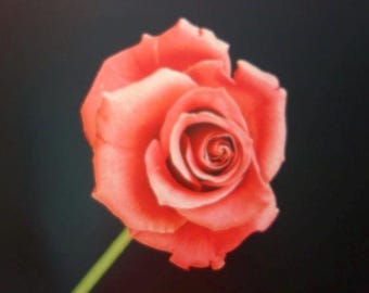 Mapplethorpe, Red Rose, Vintage Flower Print 1995 Framable | Small Print