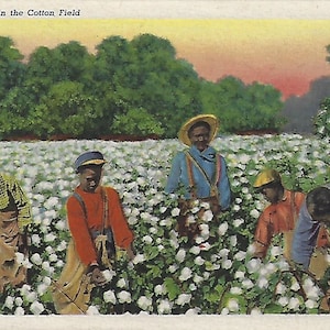 Nei campi di cotone. Una giornata intensa di raccolta. Cartolina riciclata. Diversi formati dalla serie Dixieland Postcard del 1937.