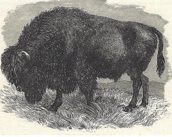 American Buffalo - Framed  reproduction of antique etching  Native American mammal Add to your Framed Menagerie | Native American